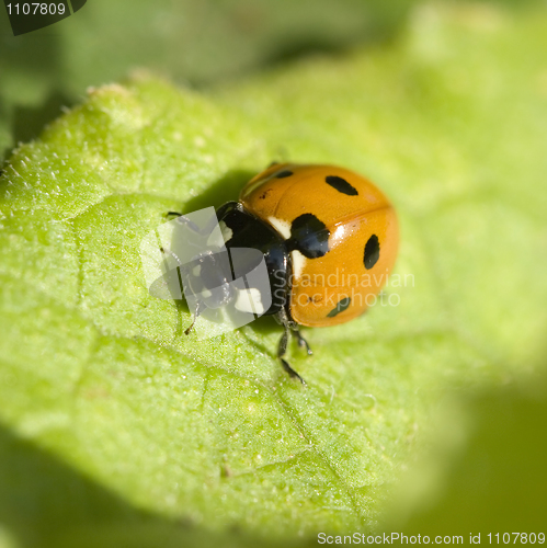 Image of ladybird 