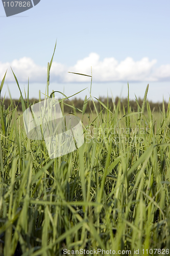 Image of grass