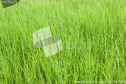 Image of grass 