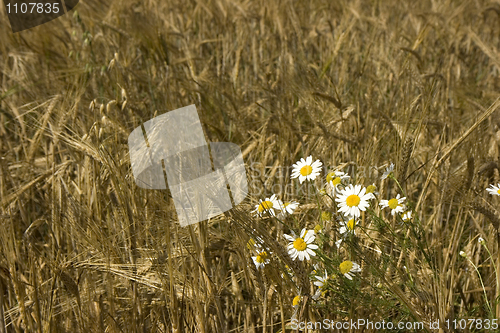 Image of Cereal field