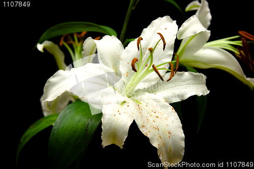 Image of lilies