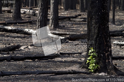 Image of Burnt forest