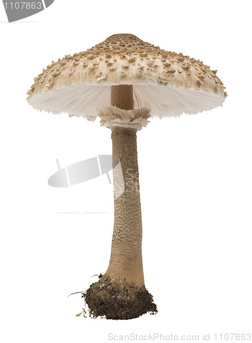 Image of  edible mushrooms