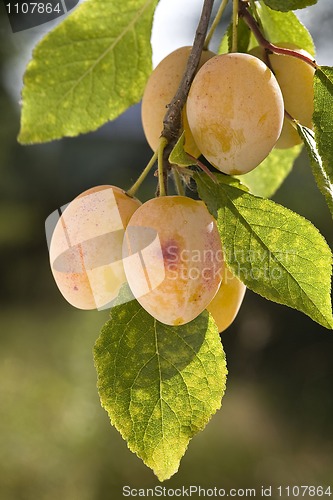 Image of yellow plums on branch