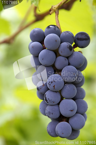 Image of red grapes