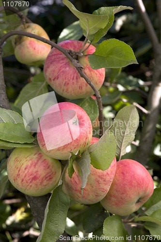 Image of Ripe, juicy apples on a branch.