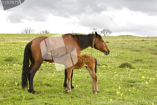 Image of horse and foal drinking milk