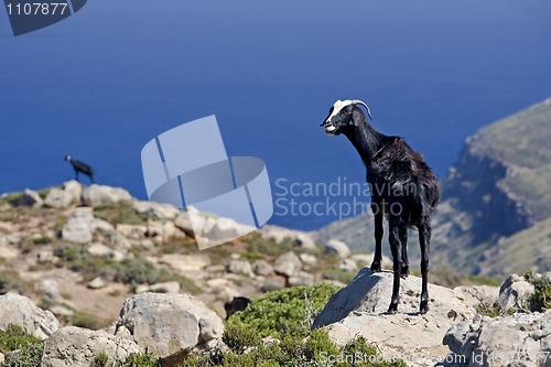 Image of mountain goats