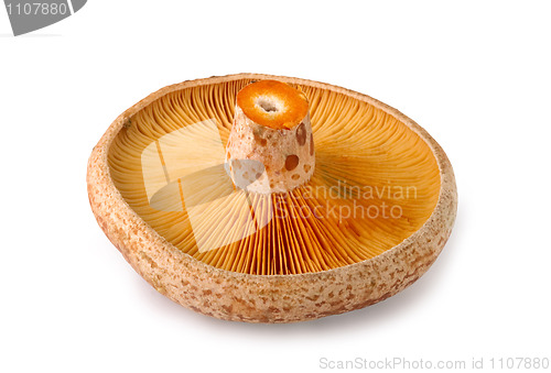 Image of edible mushrooms