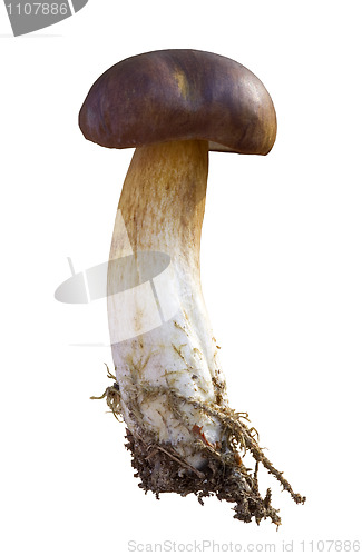 Image of edible mushrooms