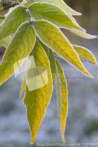 Image of green leaves  with  frost