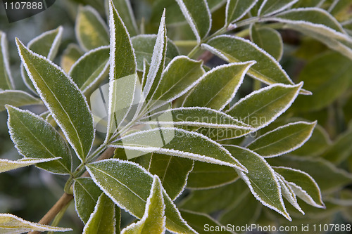 Image of green leaves  with  frost