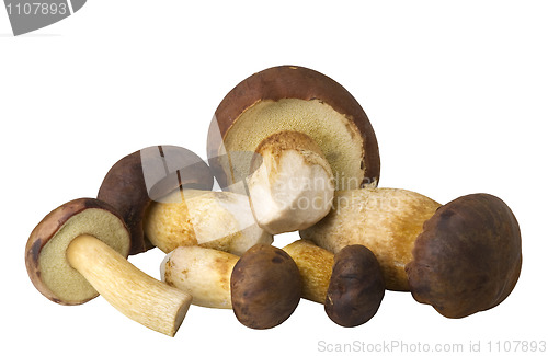 Image of edible mushrooms