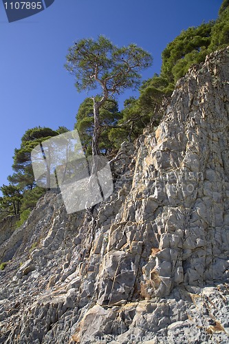 Image of pine tree on the stone