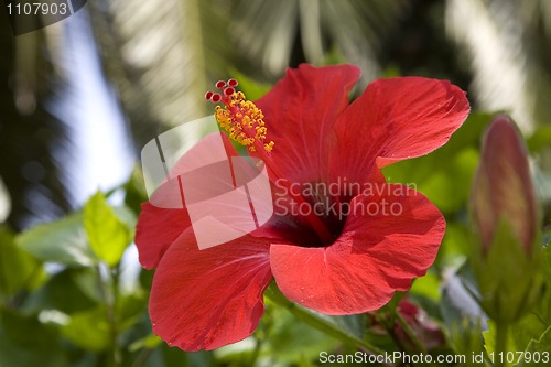 Image of tropical  flowers(Hibiscus)