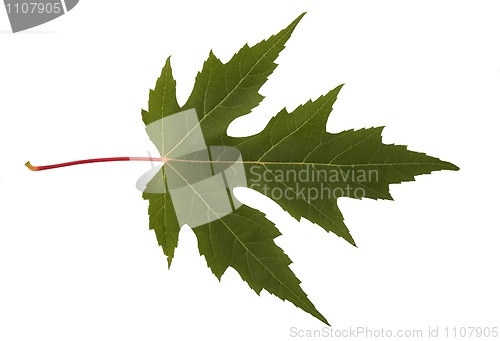 Image of autumn leaf