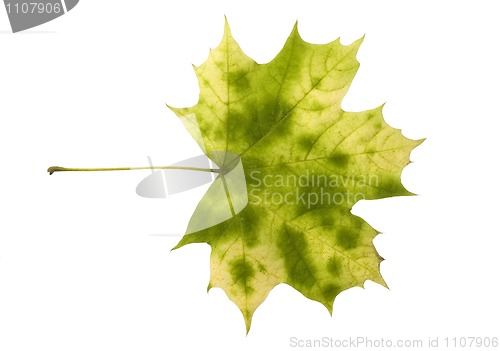 Image of autumn leaf