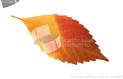 Image of autumn leaf