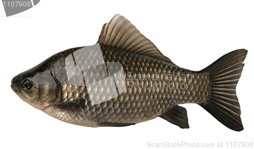 Image of raw fish crucian isolated on the white background