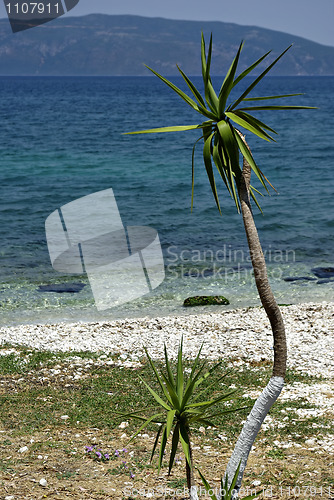 Image of Tree At Beach