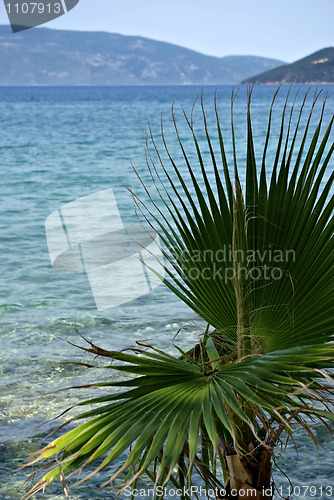 Image of Palm Tree