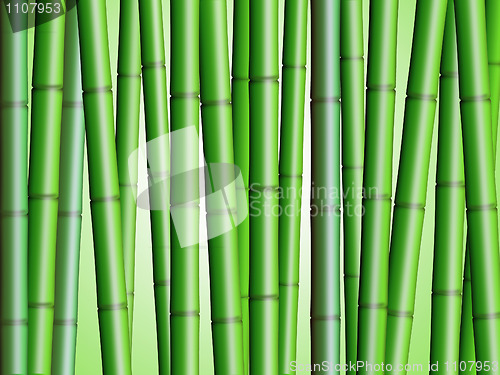 Image of Bamboo Forest Background 2