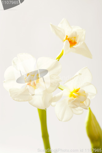 Image of Daffodils