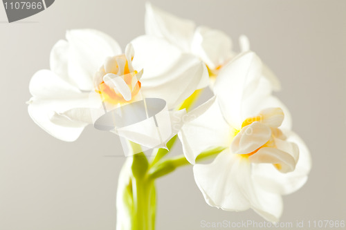 Image of Daffodils