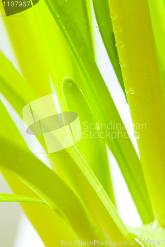 Image of Green leaves with water droplets