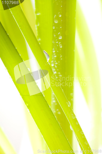 Image of Green leaves with water droplets