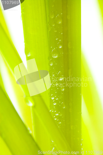 Image of Green leaves with water droplets