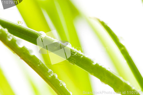 Image of Green leaves with water droplets