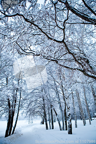 Image of Winter trees