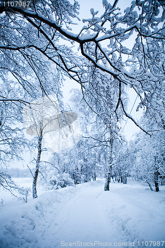 Image of Winter trees