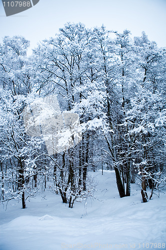 Image of Winter trees