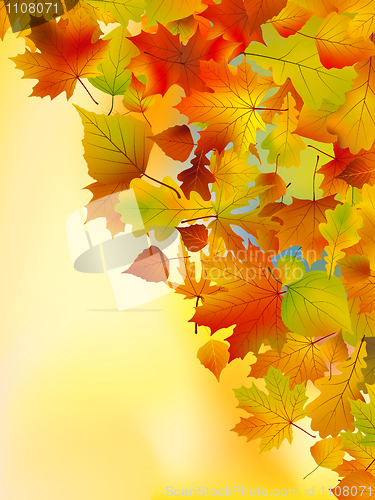 Image of Autumn leaves background.