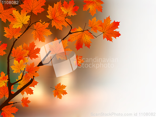 Image of Autumn colors maple tree.