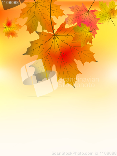 Image of Autumn background with maple leaves.