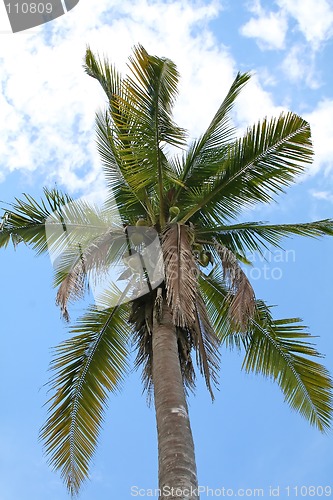 Image of Coconut tree