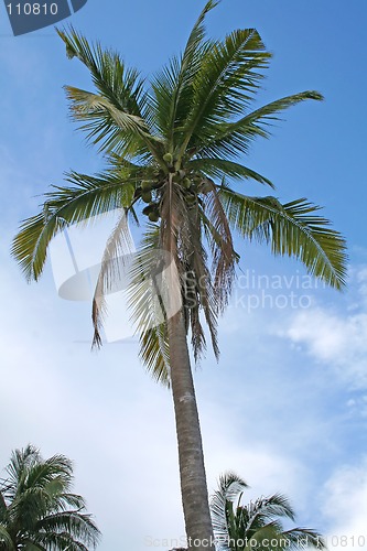 Image of Coconut tree