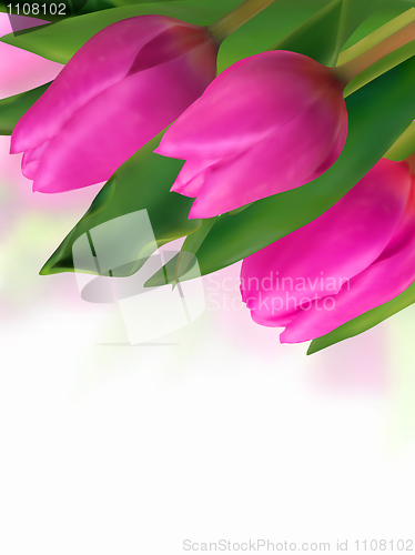 Image of Pink tulip with blurred backgrounds.