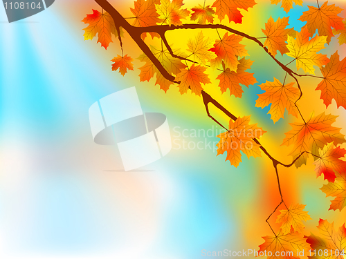Image of Autumn leaves background in a sunny day.