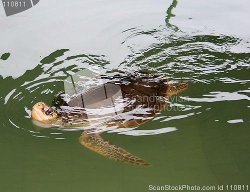 Image of Hornbill turtle