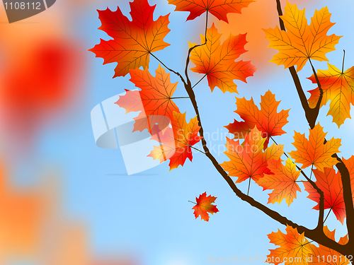 Image of Red maple Tree Leaves against blue sky.