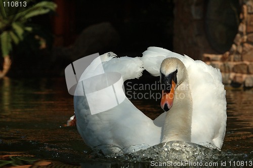 Image of Swan