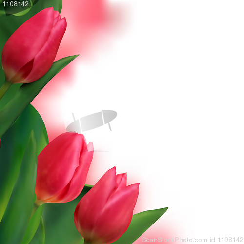 Image of Tulip flowers