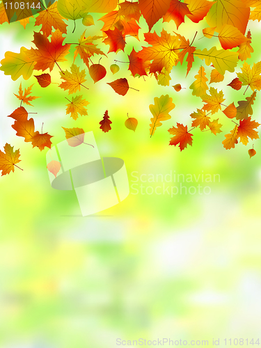 Image of Autumn leaves, very shallow focus.