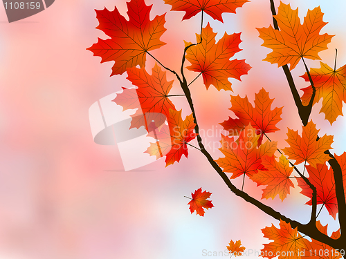 Image of Orange light leaves of maple, shallow focus.