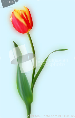 Image of Yellow and red tulips.