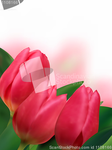 Image of Pink tulips with copyspace on white background.